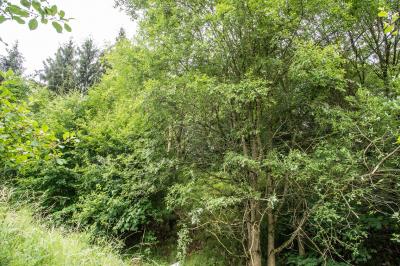 Esslingen: Segelflugzeug  nach dem Start abgestuerzt - Pilot lebensgefaehrlich verletzt